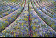 "Lavender field blue"